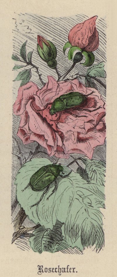 Rozenkever door Friedrich Specht
