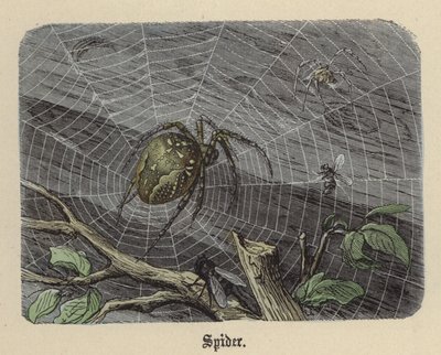 Spin door Friedrich Specht