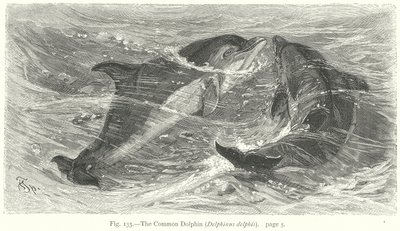 De gewone dolfijn (Delphinus Delphis) (gravure) door Friedrich Specht