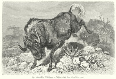 De gnoe (Catoblepas Gnu) (gravure) door Friedrich Specht