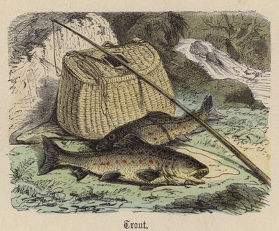 Forel door Friedrich Specht