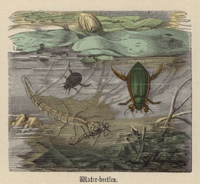 Waterkevers door Friedrich Specht