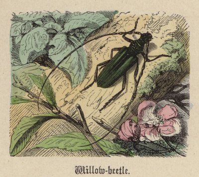 Wilgenkever door Friedrich Specht