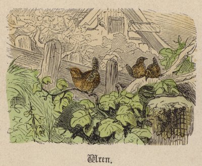 Winterkoning door Friedrich Specht