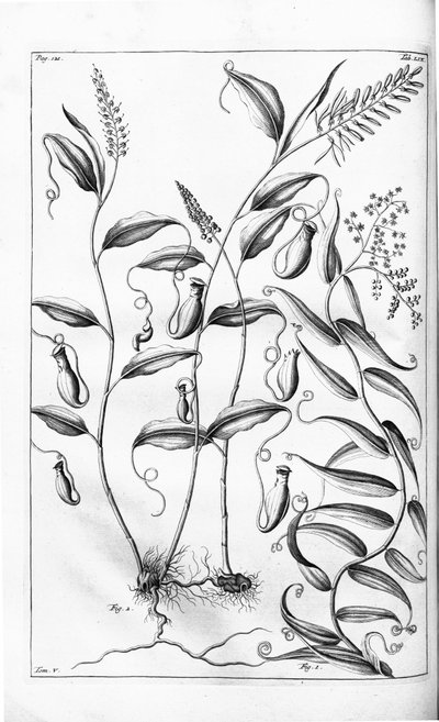 Cantharifera en Flagellaria indica uit Herbarium amboinense door G.E. Rumphius