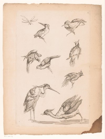 Acht Chinese vogels, waaronder ijsvogels, een reiger, een eend en een libelle door Gabriel Huquier (attributed to)