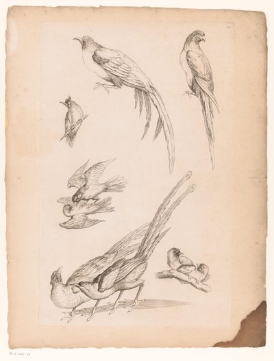 Negen Chinese vogels door Gabriel Huquier (attributed to)