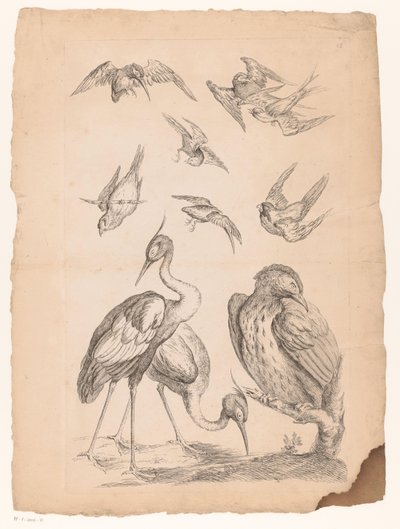 Tien Chinese vogels, waaronder twee reigers en een ijsvogel door Gabriel Huquier (attributed to)