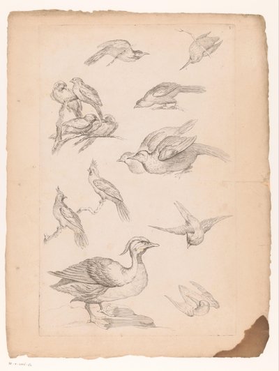 Veertien Chinese vogels, waaronder eenden en ijsvogels (series title: Verschillende Chinese vogels, Livre des differentes espèces d