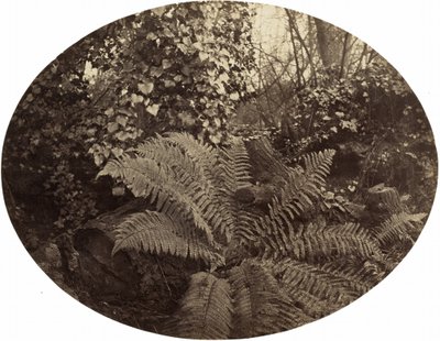 Winterbladeren van de Stekelvaren, ca. 1862 door Geoffrey Bevington