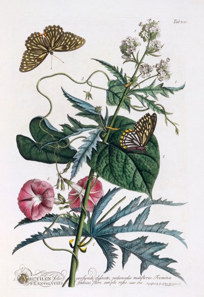 1. Abutilon, 2. Convolvulus, ca. 1748 handgekleurde gravure door "Georg Dionysius Ehret