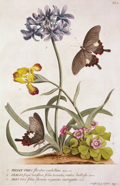 Agapanthus africanus, Iris variegata en een soort Oxalis, uit "Plantae et Papiliones Rariores", 1749 door Georg Dionysius Ehret