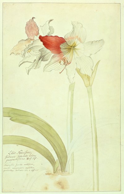 Amaryllis: Lilio-Narcissus, Indicus door Georg Dionysius Ehret