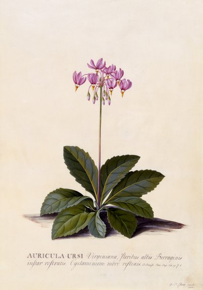 Aricula ursi, vallende ster, ca. 1744 door Georg Dionysius Ehret