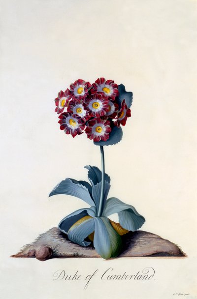 Auricula Hertog van Cumberland, ca. 1743 handgekleurde gravure door "Georg Dionysius Ehret