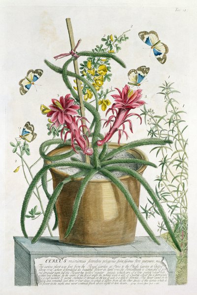 Cereus Minimus, c.1745 door Georg Dionysius Ehret