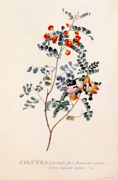 Colutea, ca. 1745 handgekleurde gravure door "Georg Dionysius Ehret
