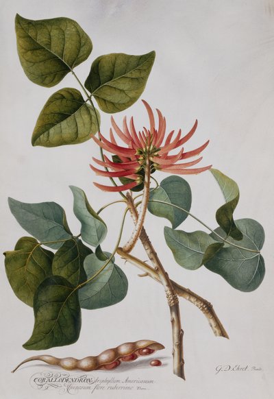 Koraalboom door Georg Dionysius Ehret