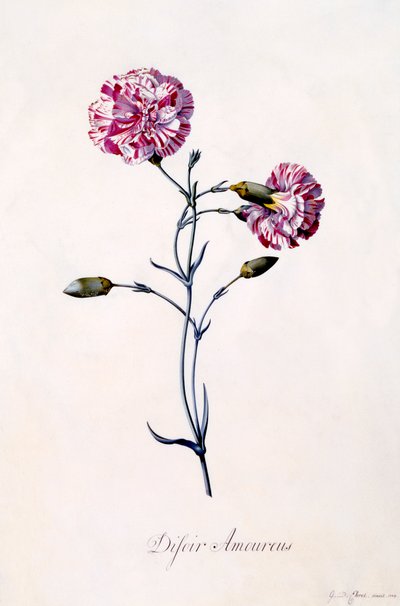 Difor Amourius Anjer, ca. 1745 handgekleurde gravure door "Georg Dionysius Ehret