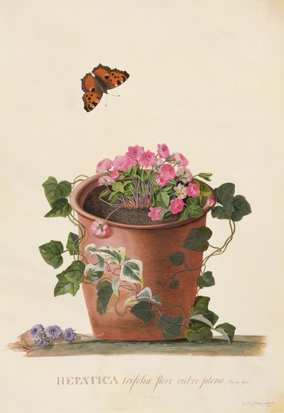 Hepatica trifolia (Nobilis), 1745 door Georg Dionysius Ehret