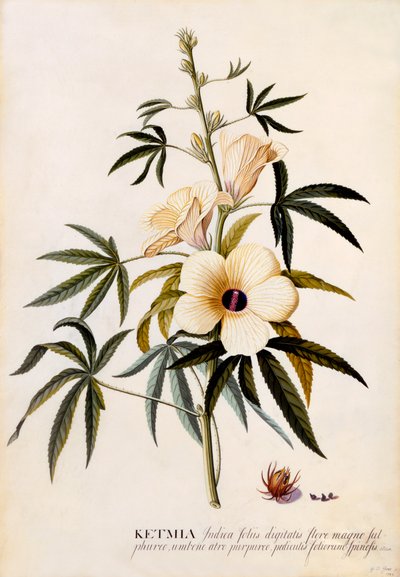Ketmia, c. 1742 handgekleurde gravure door "Georg Dionysius Ehret