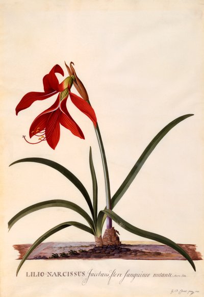 Lilio-Narcissus Jaobean lelie door "Georg Dionysius Ehret