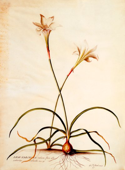 Lilio Narcissus, ca. 1745 door "Georg Dionysius Ehret