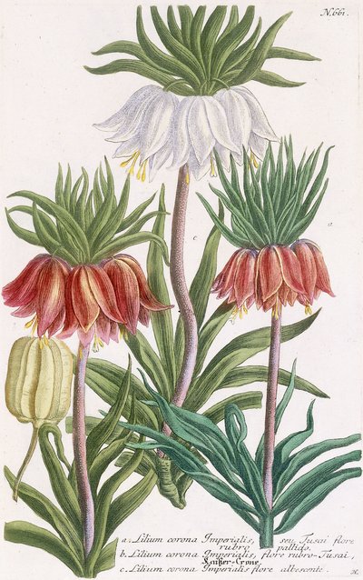 Lilium corona Imperialis door Georg Dionysius Ehret