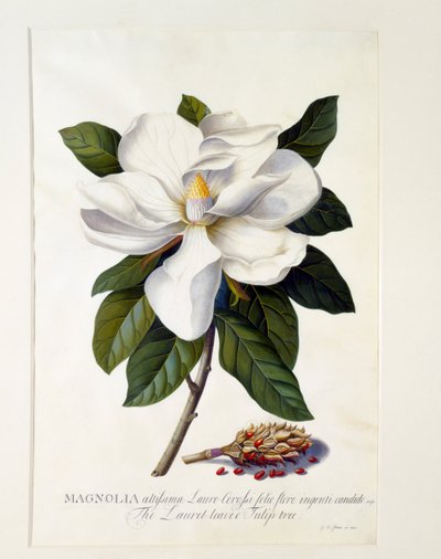 Magnolia Grandiflora, ca. 1743 handgekleurde gravure door "Georg Dionysius Ehret