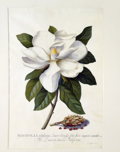 Magnolia grandiflora door Georg Dionysius Ehret
