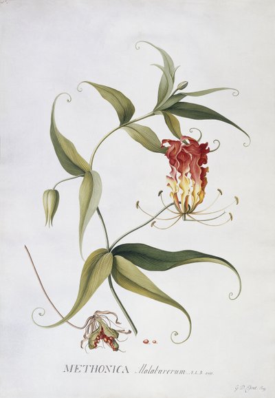 Methonica door Georg Dionysius Ehret