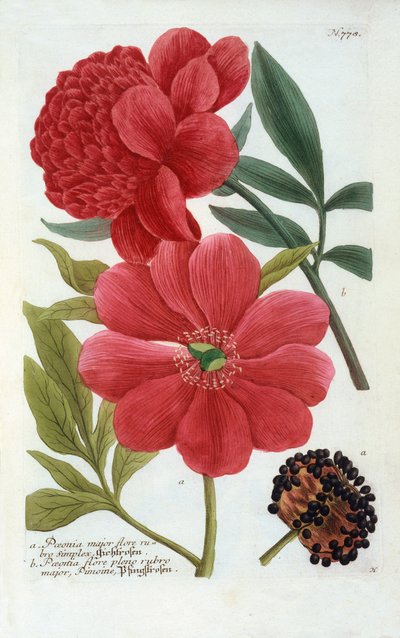 Paeonia, handgekleurde gravure door "Georg Dionysius Ehret