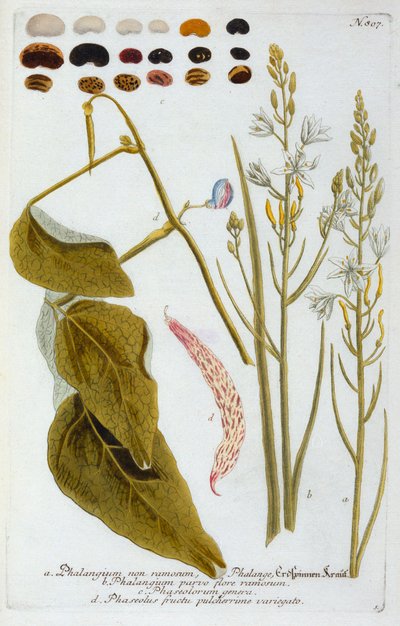 Phalangium door "Georg Dionysius Ehret