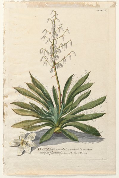 Plantae Selectae: No. 37 - Yucca door Georg Dionysius Ehret