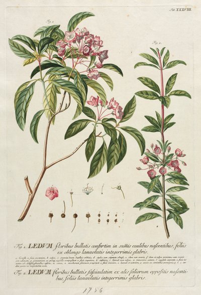 Plantae Selectae: Nr. 38 door Georg Dionysius Ehret