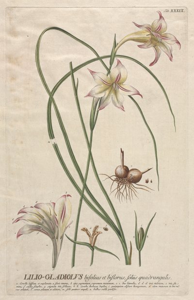 Plantae Selectae: Nr. 39 - Lilio-Gladiolus door Georg Dionysius Ehret