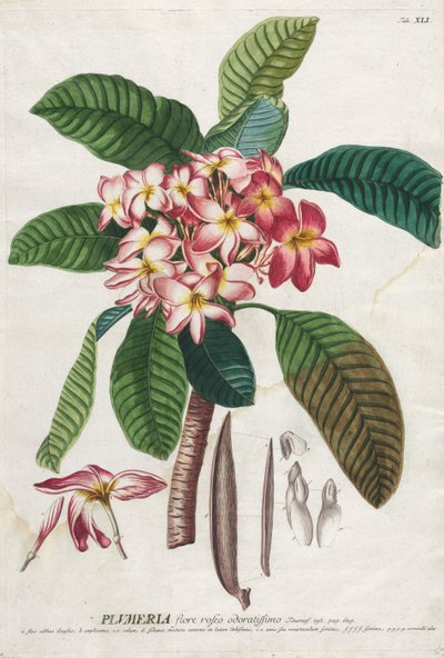 Plantae Selectae: No. 41 door Georg Dionysius Ehret