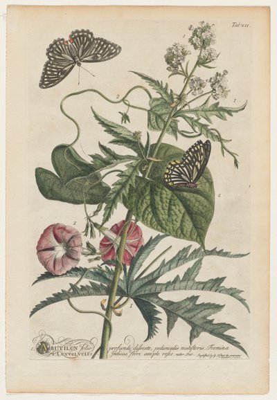 Plantae et papiliones rariores: Nr. 7, 1748 door Georg Dionysius Ehret