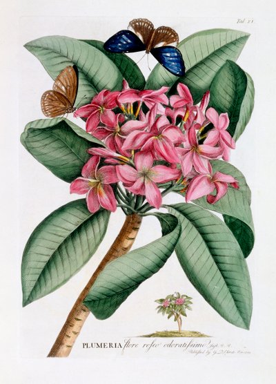 Plumeria, ca. 1749 handgekleurde gravure door "Georg Dionysius Ehret