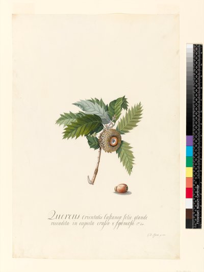 Quercus Orientalis, 1742 door Georg Dionysius Ehret
