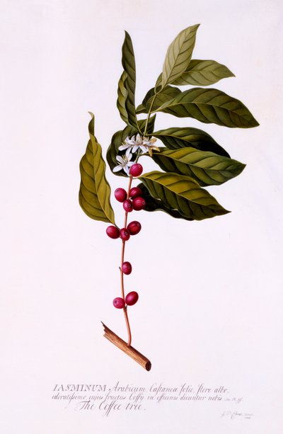 De koffiestruik, ca. 1743 handgekleurde gravure door "Georg Dionysius Ehret