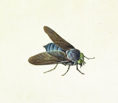 De Paardenvlieg, 18e eeuw door Georg Dionysius Ehret