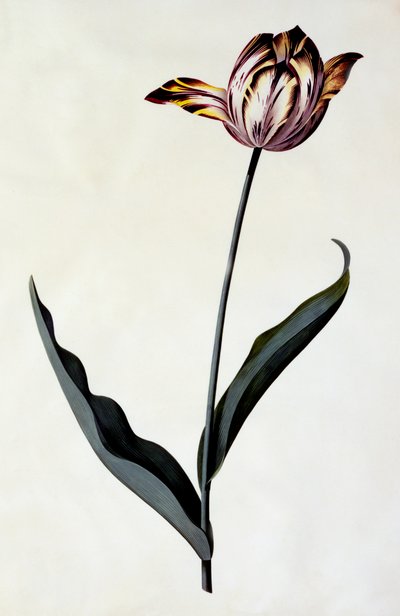 Tulp, ca. 1745 handgekleurde gravure door "Georg Dionysius Ehret