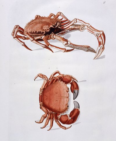 Illustratie van Kreeft en Krab door Georg Wolfgang Knorr