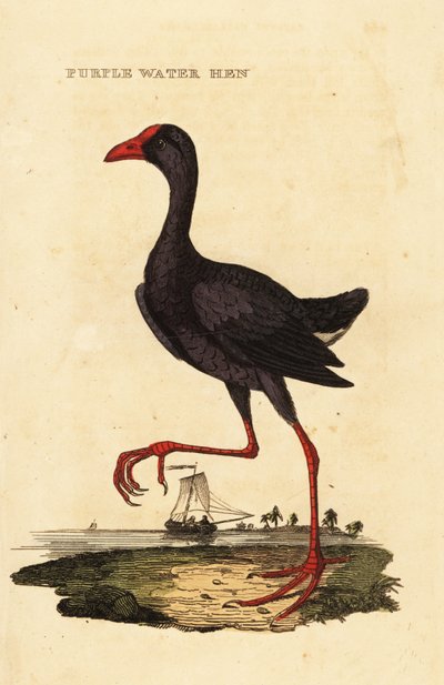 Purperkoet, Porphyrio porphyrio door George (after) Edwards