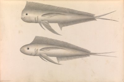 Verslag van Commodore George Anson