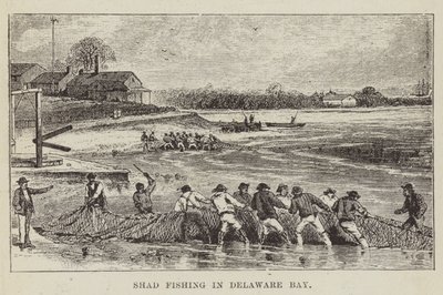 Shad vissen in Delaware Bay door George Augustus Sala