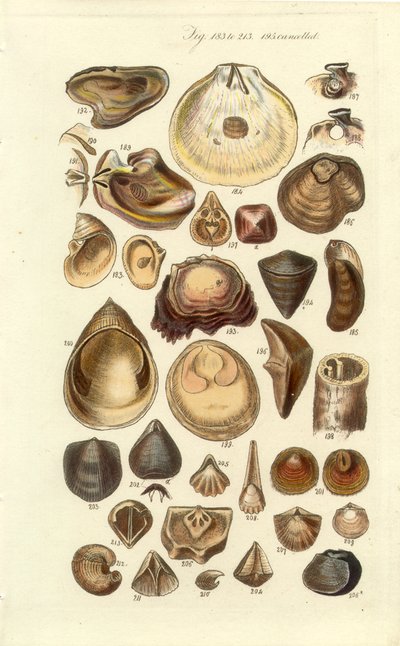 Conchologische handleiding Plaat 11. Oesters en andere schelpen door George B. Sowerby