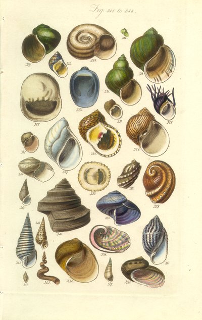 Conchologische handleiding Plaat 15. Kleurrijke schelpen waaronder Abalone schelpen door George B. Sowerby