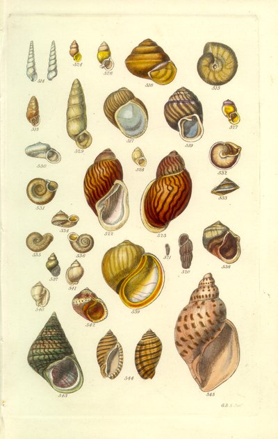 Conchologische handleiding plaat 25. Kleurrijke landschelpen door George B. Sowerby
